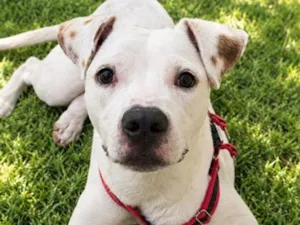 Cachorro raça SRD-ViraLata idade 7 a 11 meses nome Brutos