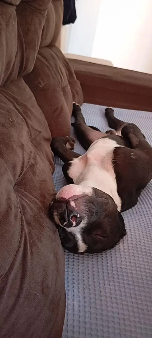 Cachorro raça Pit-Bull idade 2 a 6 meses nome Walle