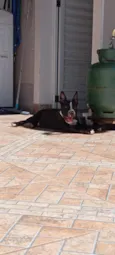 Walle