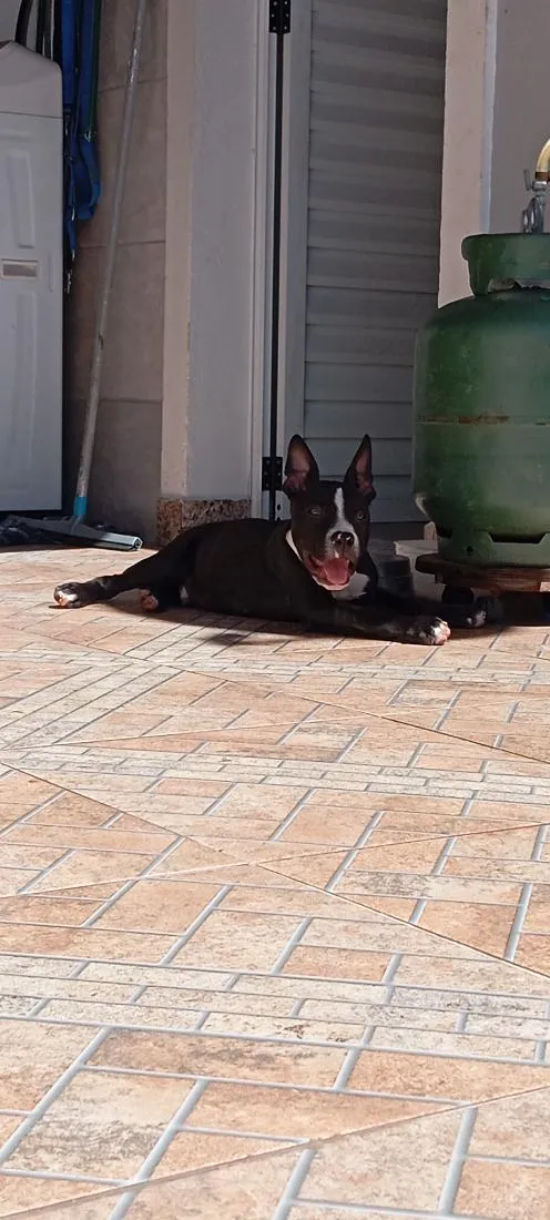 Cachorro raça Pit-Bull idade 2 a 6 meses nome Walle