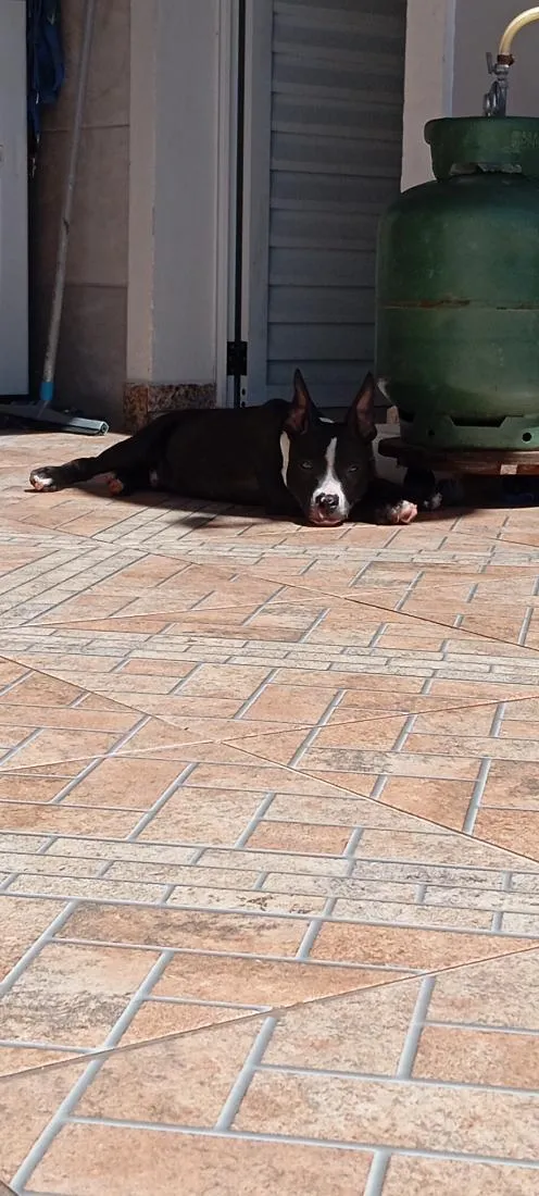 Cachorro raça Pit-Bull idade 2 a 6 meses nome Walle