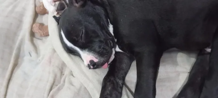 Cachorro raça Pit-Bull idade 2 a 6 meses nome Walle
