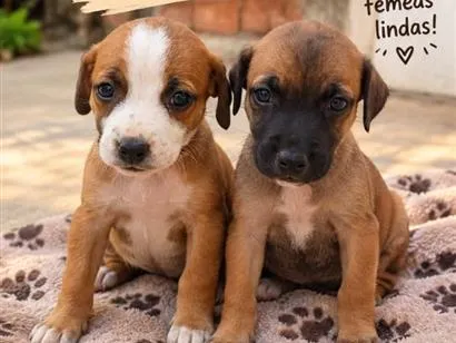 Cachorro raça SRD-ViraLata idade Abaixo de 2 meses nome não tem nomes ainda