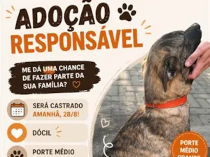 Cachorro raça SRD-ViraLata idade 1 ano nome Capa preta 