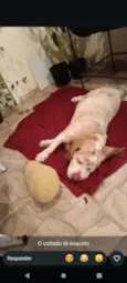 Apolo 