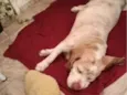 Apolo 