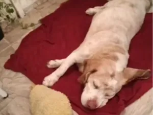 Cachorro raça SRD-ViraLata idade 6 ou mais anos nome Apolo 