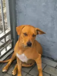 Caramelo