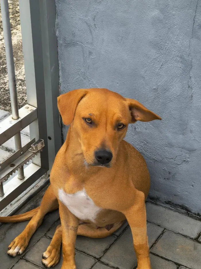 Cachorro raça SRD-ViraLata idade 3 anos nome Caramelo