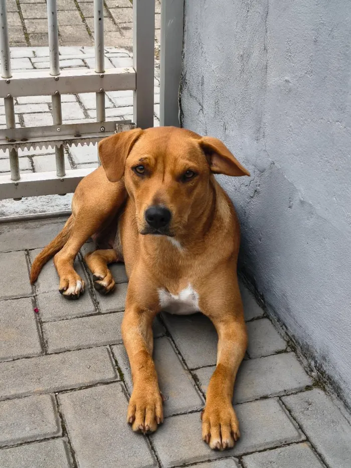 Cachorro raça SRD-ViraLata idade 3 anos nome Caramelo