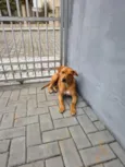 Caramelo