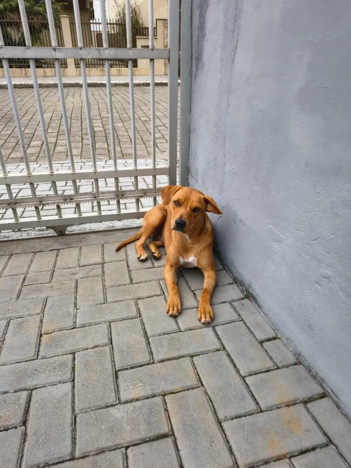 Cachorro raça SRD-ViraLata idade 3 anos nome Caramelo