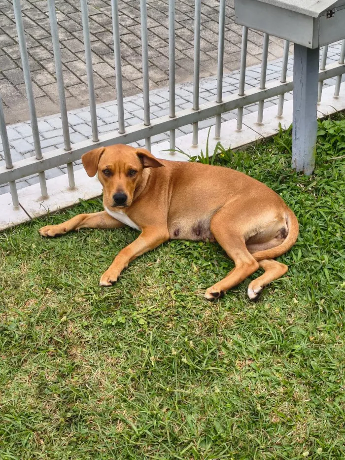 Cachorro raça SRD-ViraLata idade 3 anos nome Caramelo