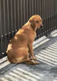 Caramelo