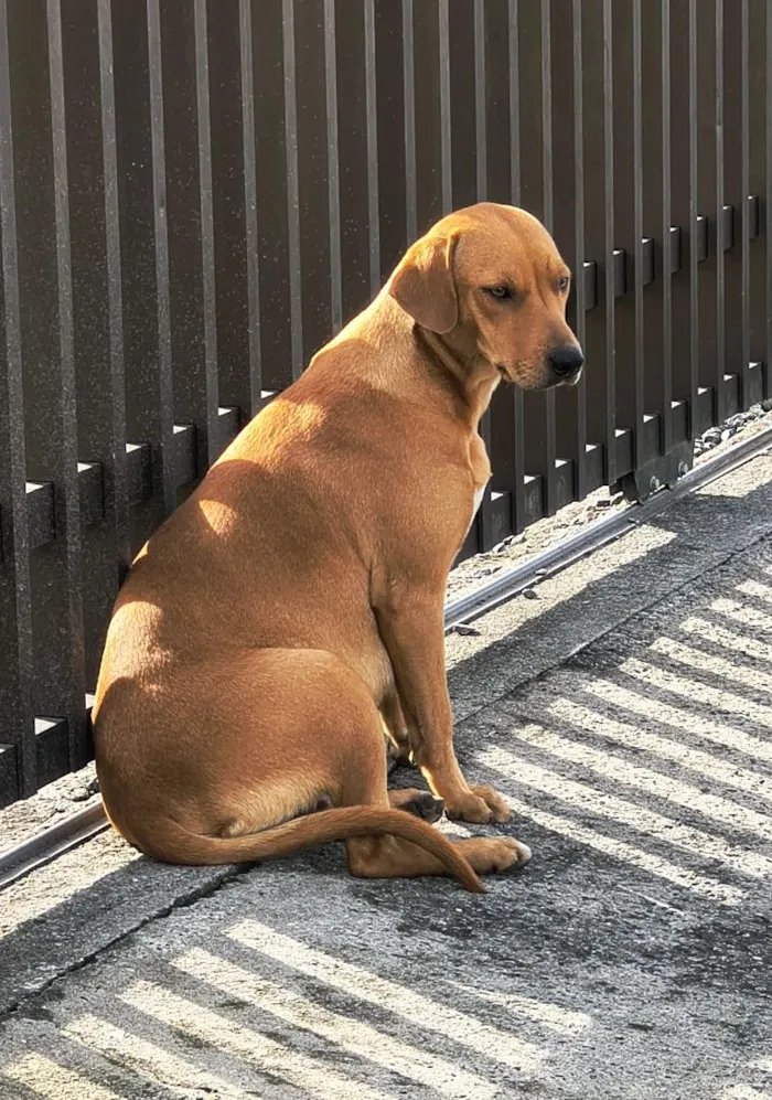 Cachorro raça SRD-ViraLata idade 3 anos nome Caramelo