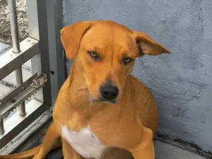 Cachorro raça SRD-ViraLata idade 3 anos nome Caramelo