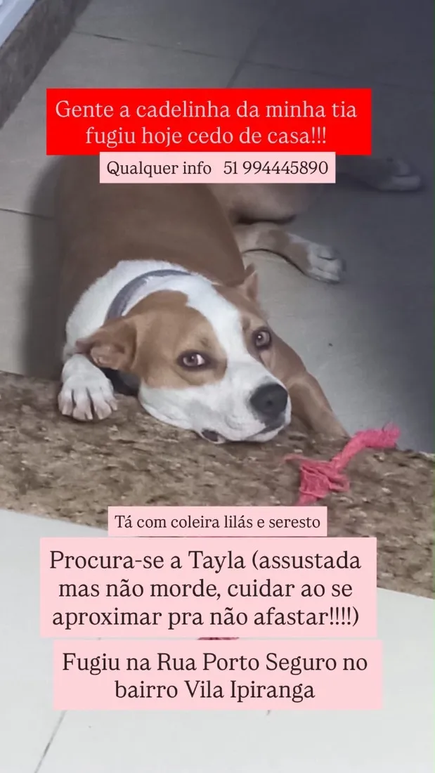 Cachorro raça Pit-Bull idade 2 anos nome Tayla
