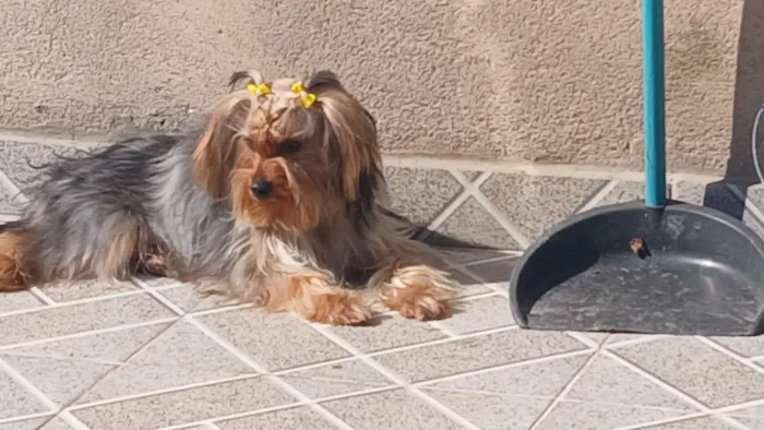Cachorro raça SRD-ViraLata idade 7 a 11 meses nome Lua