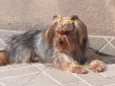 Lua