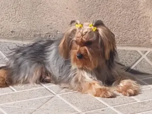 Cachorro raça SRD-ViraLata idade 7 a 11 meses nome Lua