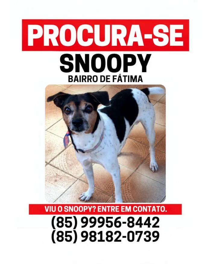 Cachorro raça SRD-ViraLata idade 6 ou mais anos nome Snoopy