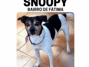 Cachorro raça SRD-ViraLata idade 6 ou mais anos nome Snoopy