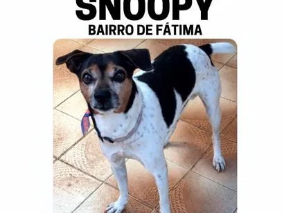 Cachorro raça SRD-ViraLata idade 6 ou mais anos nome Snoopy