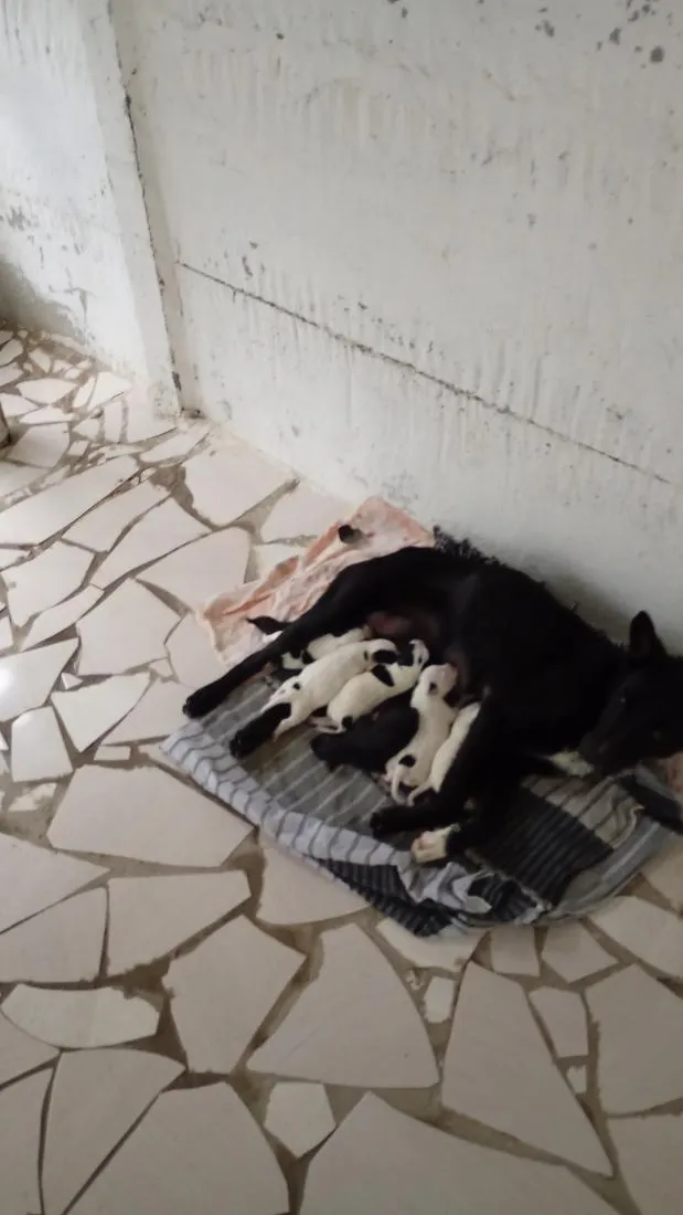 Cachorro raça  idade 2 anos nome bela e filhotes