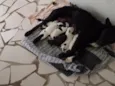 bela e filhotes