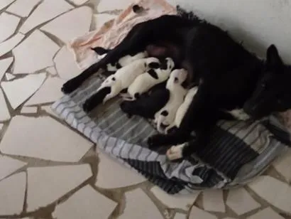 Cachorro raça  idade 2 anos nome bela e filhotes