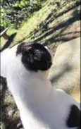 dori