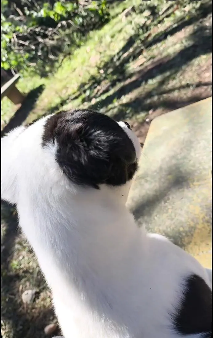 Cachorro raça SRD-ViraLata idade 1 ano nome dori