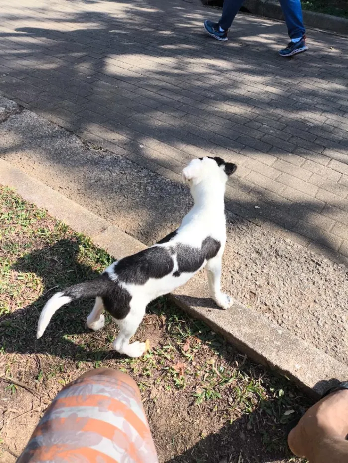 Cachorro raça SRD-ViraLata idade 1 ano nome dori