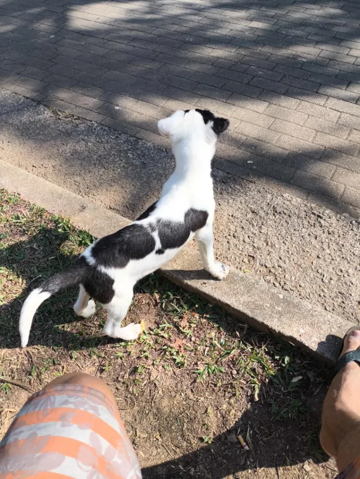 Cachorro raça SRD-ViraLata idade 1 ano nome dori