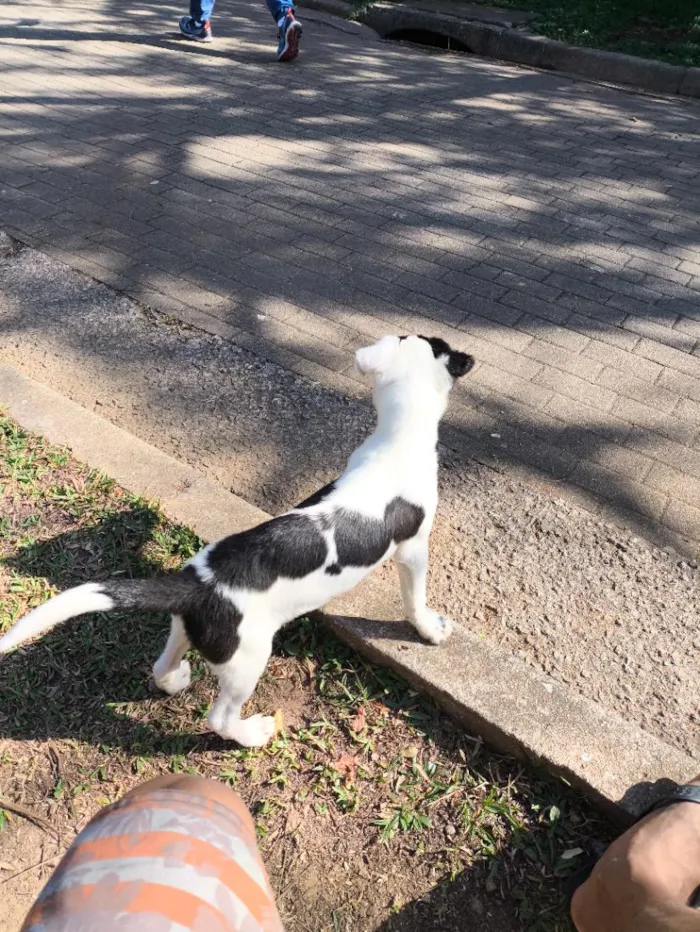 Cachorro raça SRD-ViraLata idade 1 ano nome dori