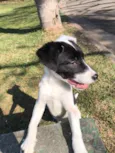 dori