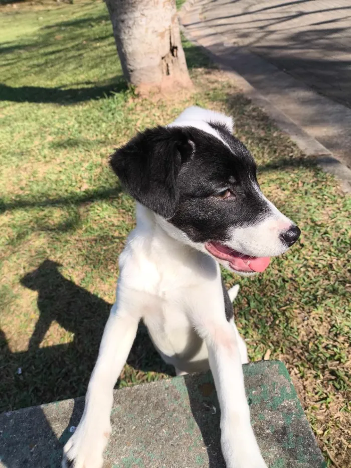 Cachorro raça SRD-ViraLata idade 1 ano nome dori