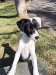 dori
