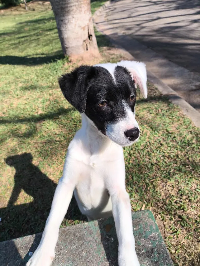 Cachorro raça SRD-ViraLata idade 1 ano nome dori