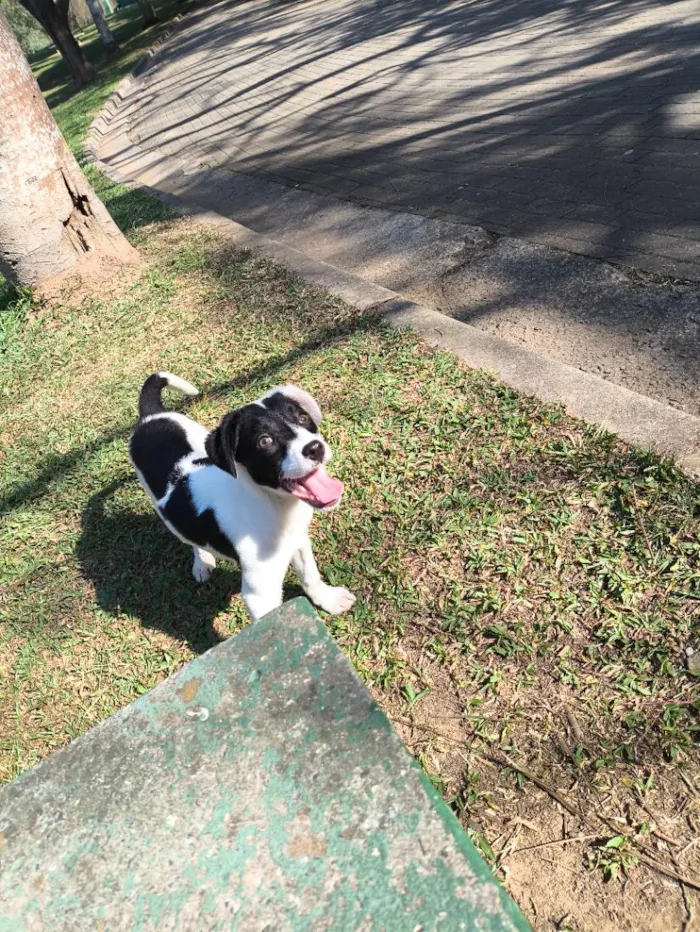 Cachorro raça SRD-ViraLata idade 1 ano nome dori