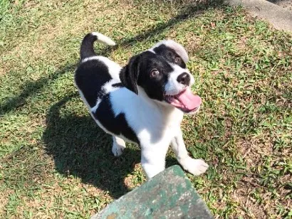 Cachorro raça SRD-ViraLata idade 1 ano nome dori