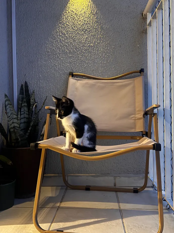 Gato raça SRD-ViraLata idade 2 a 6 meses nome Sama