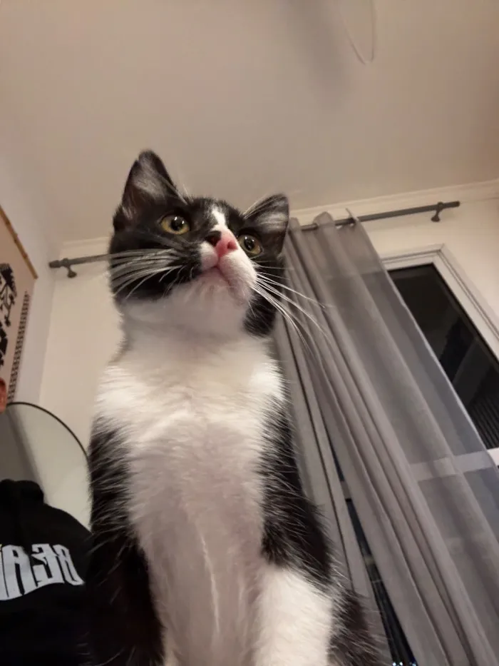 Gato raça SRD-ViraLata idade 2 a 6 meses nome Sama