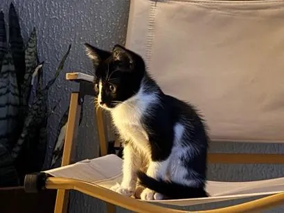 Gato raça SRD-ViraLata idade 2 a 6 meses nome Sama