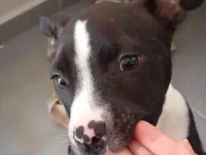Cachorro raça Pit-Bull idade 2 a 6 meses nome Walle