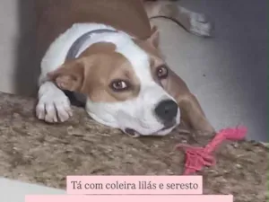 Cachorro raça Pit-Bull idade 2 anos nome Tayla