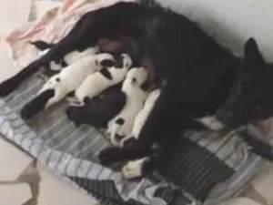 Cachorro raça  idade 2 anos nome bela e filhotes