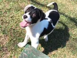 Cachorro raça SRD-ViraLata idade 1 ano nome dori