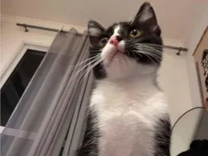 Gato raça SRD-ViraLata idade 2 a 6 meses nome Sama