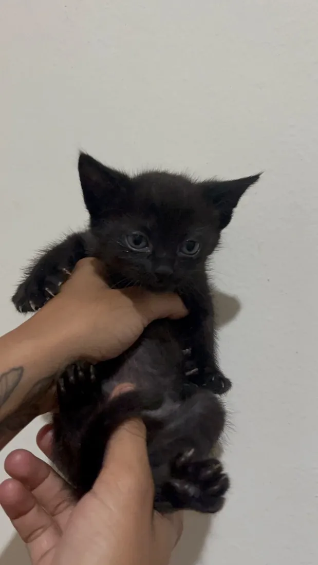 Gato raça SRD-ViraLata idade 2 a 6 meses nome Sem nome